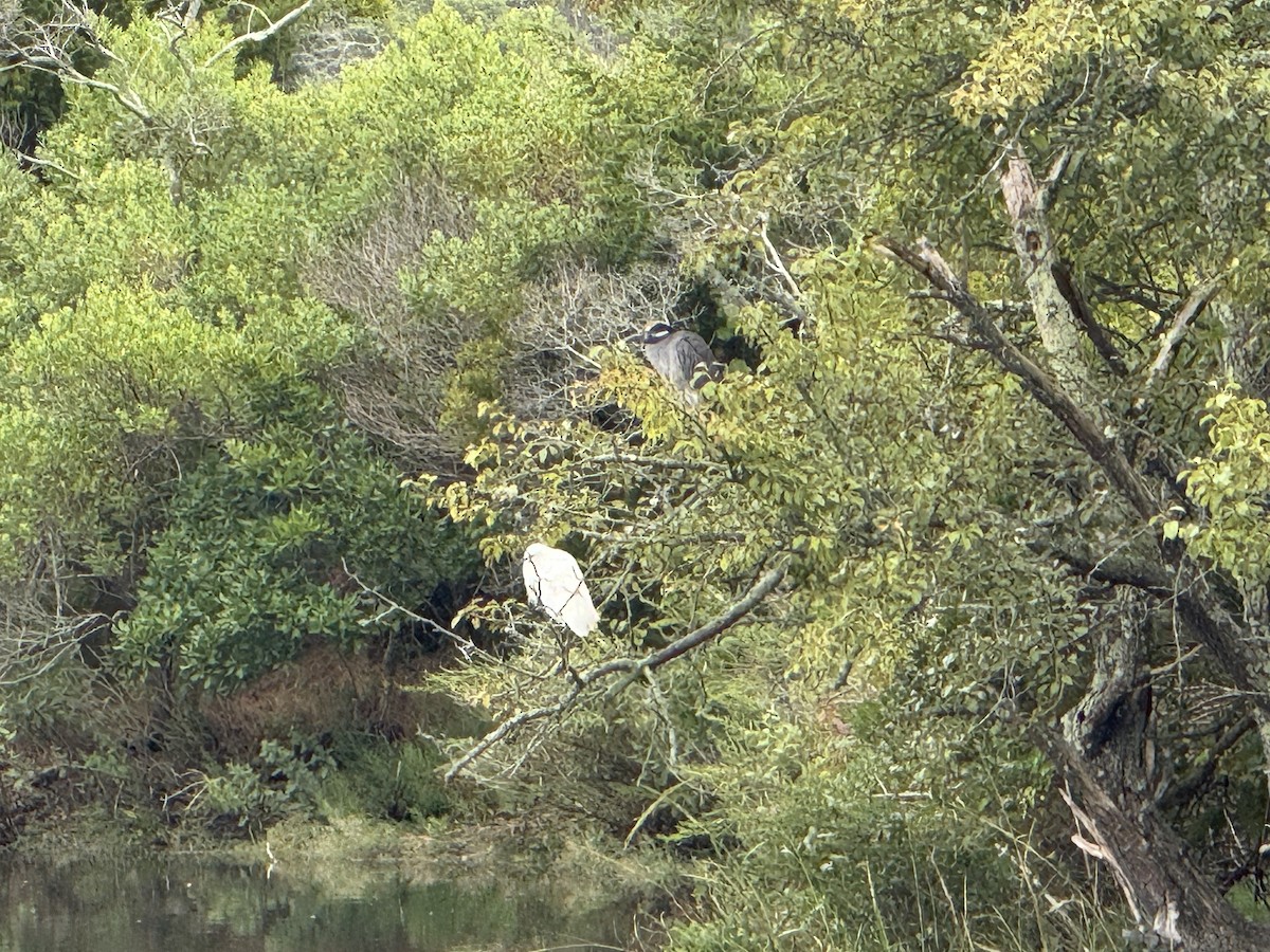 Yellow-crowned Night Heron - ML641445363