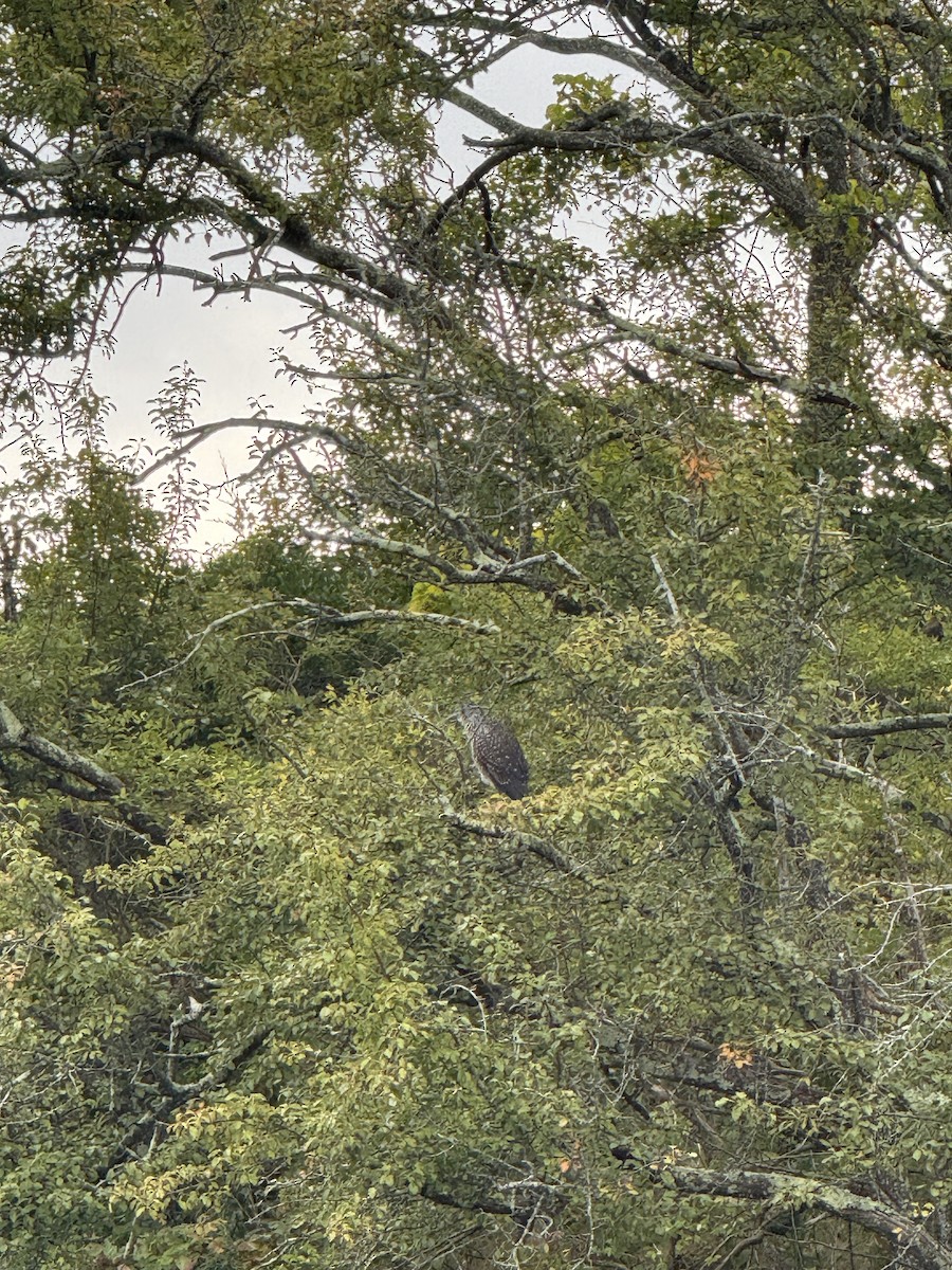 Yellow-crowned Night Heron - ML641445364