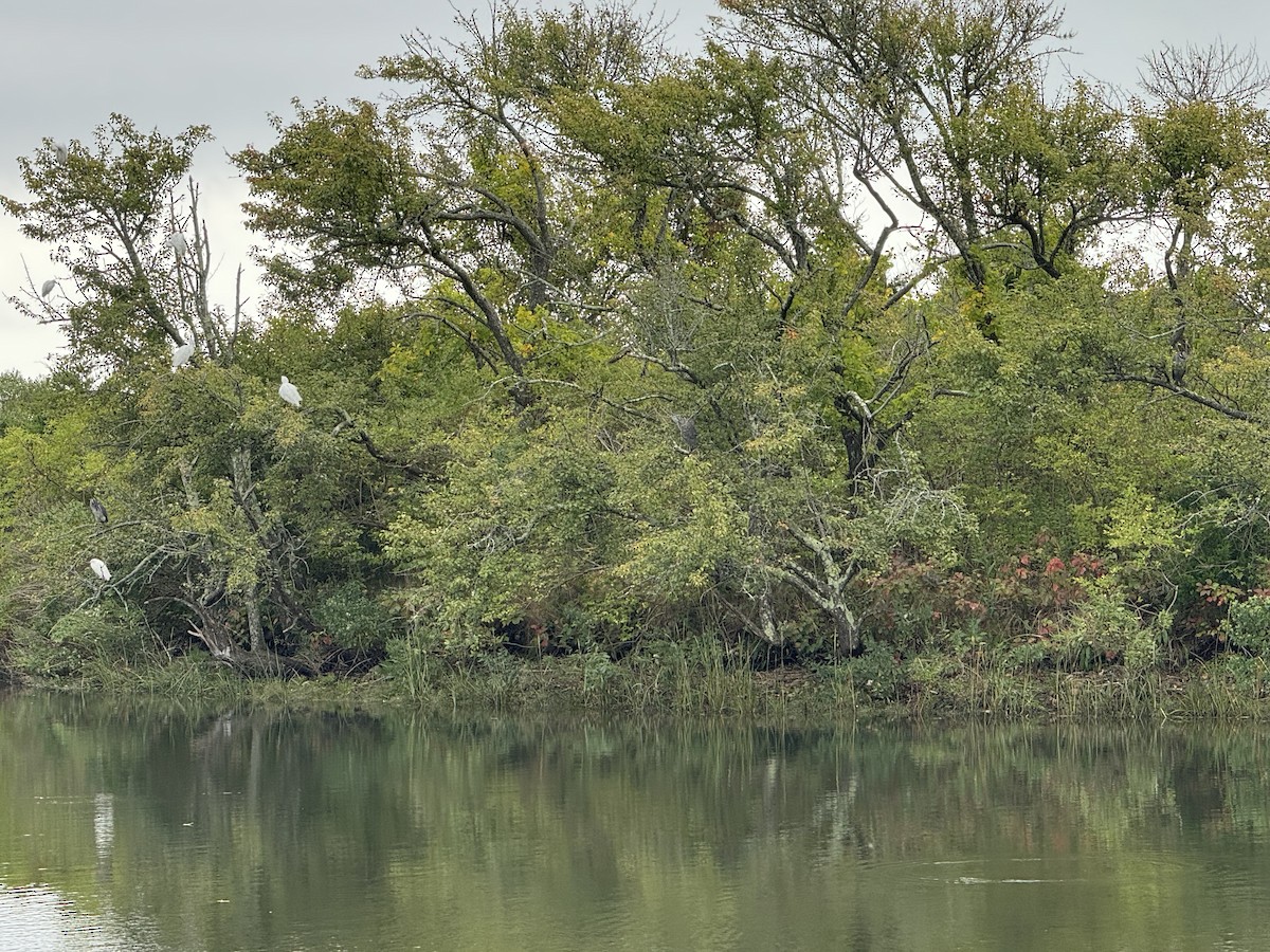 Yellow-crowned Night Heron - ML641445365