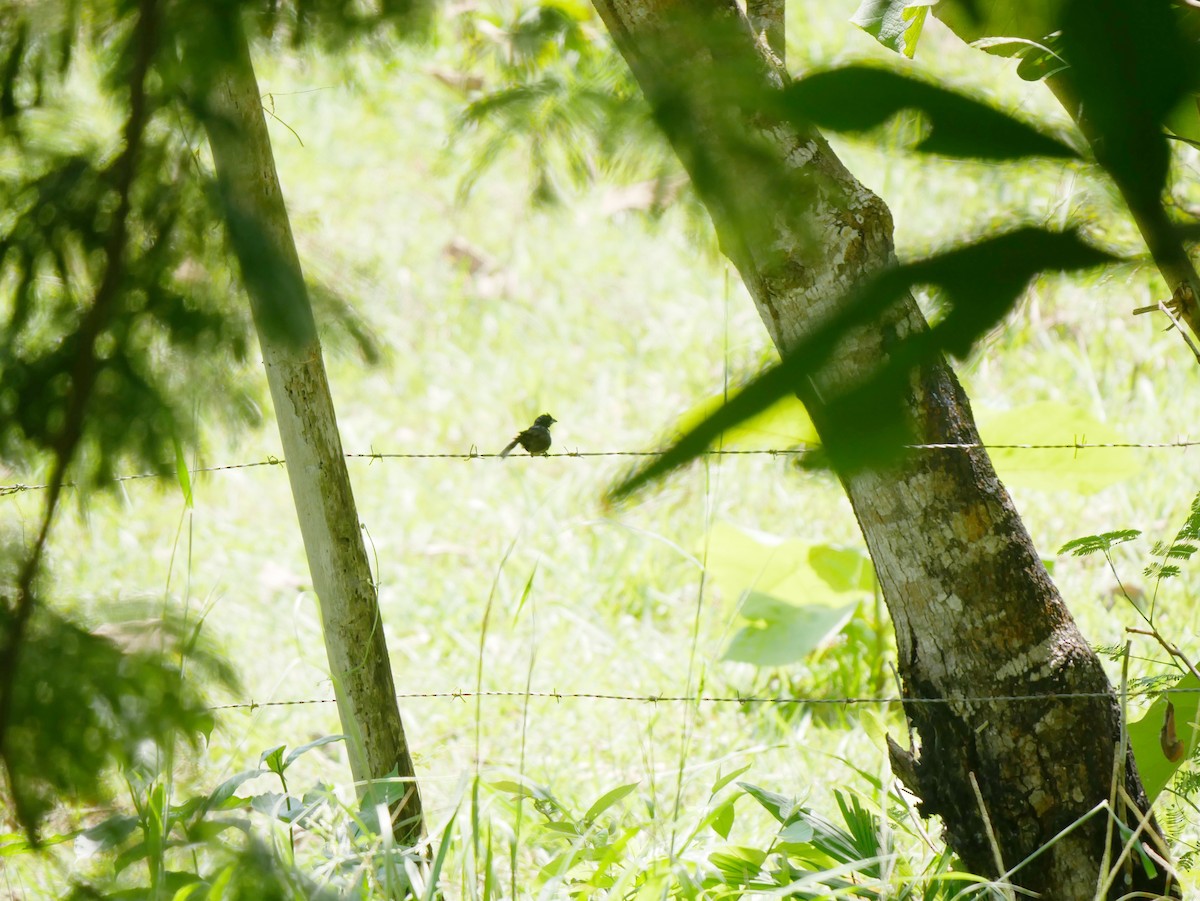 Blue-black Grassquit - ML641445371