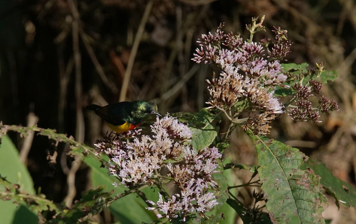 Regal Sunbird - ML641445378