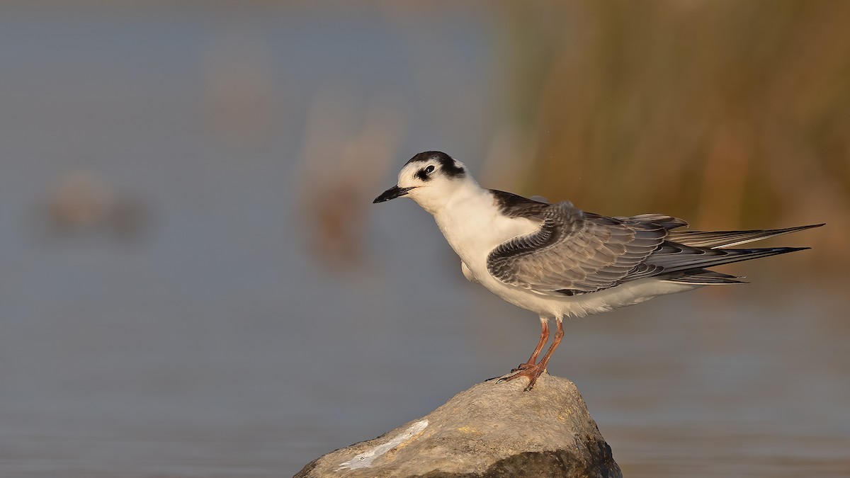 白翅黑燕鷗 - ML641445397