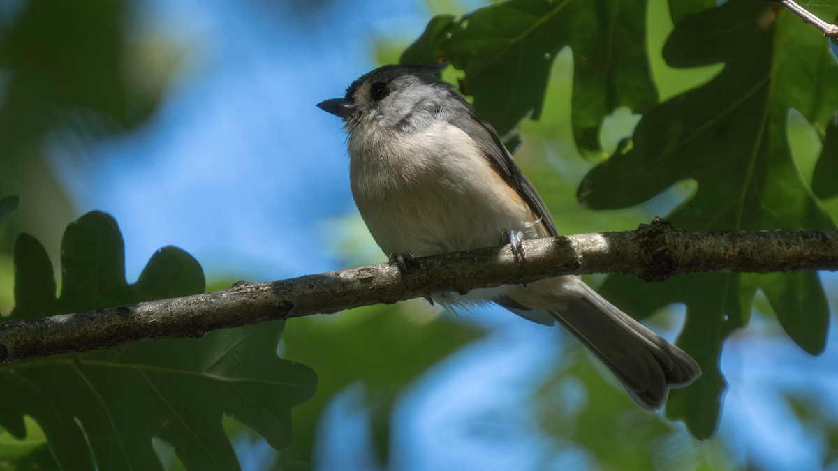 Tufted Titmouse - ML641445399