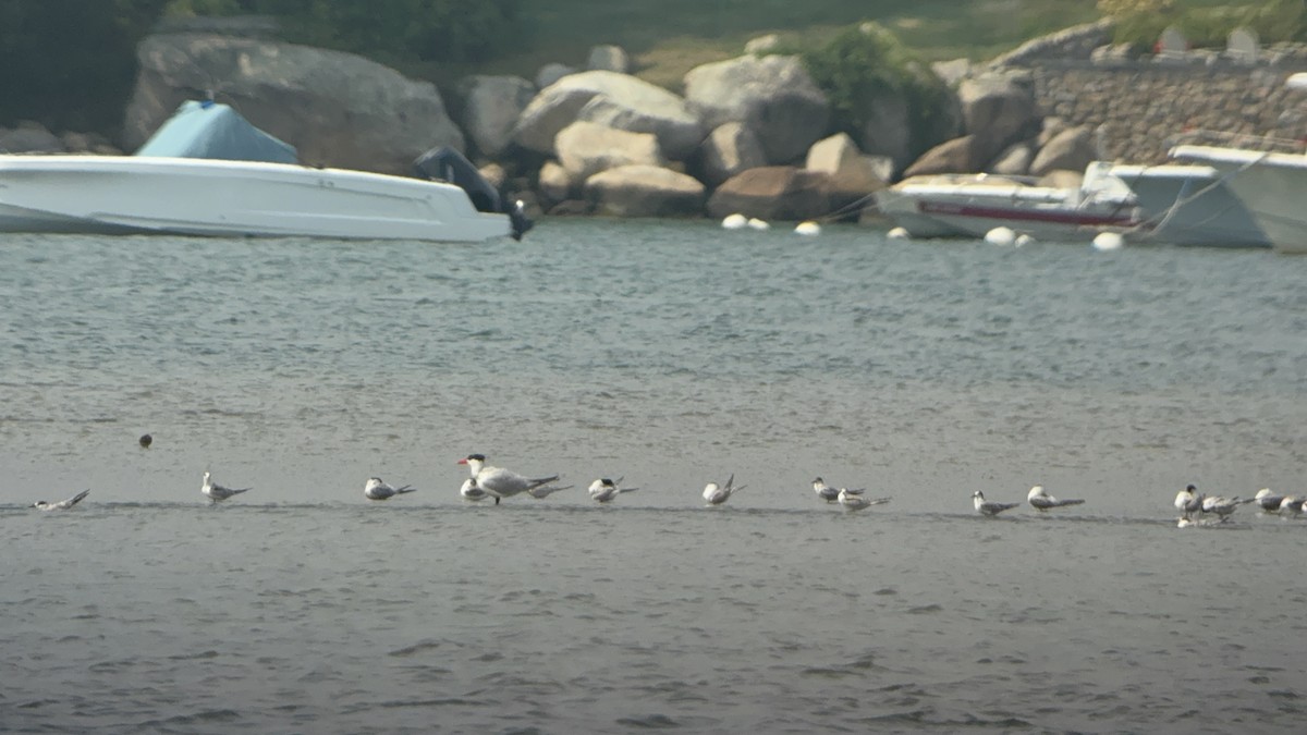 裏海燕鷗 - ML641445441