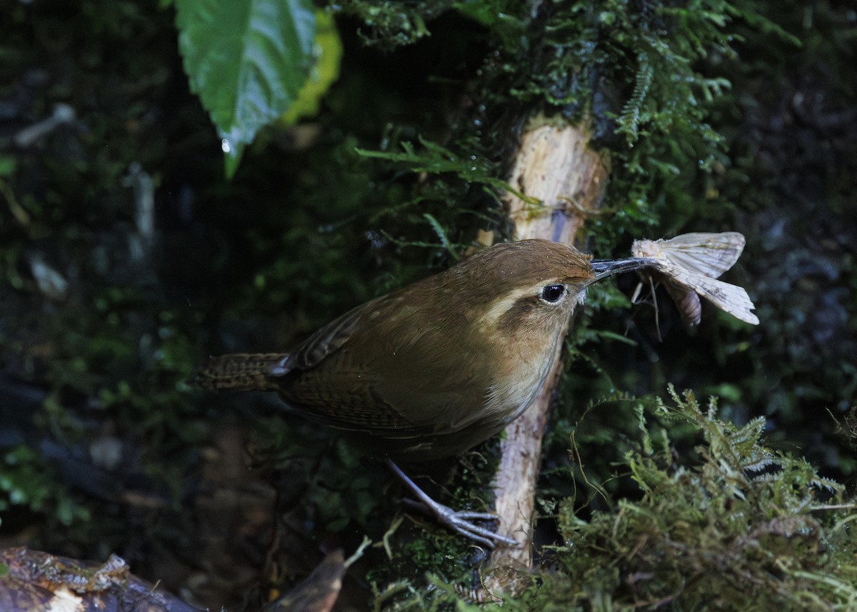 Ochraceous Wren - ML641445494