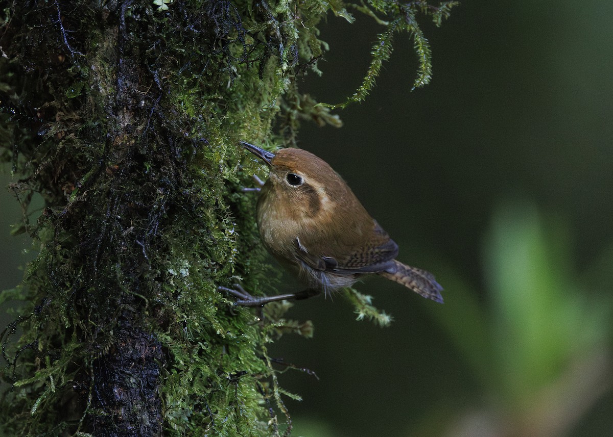 Ochraceous Wren - ML641445496