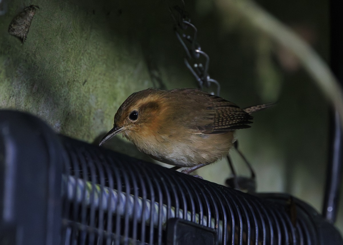 Ochraceous Wren - ML641445497