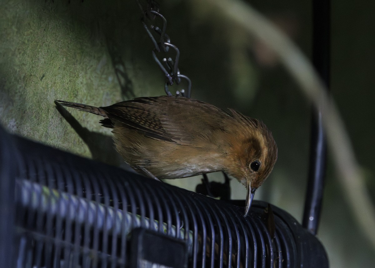 Ochraceous Wren - ML641445499