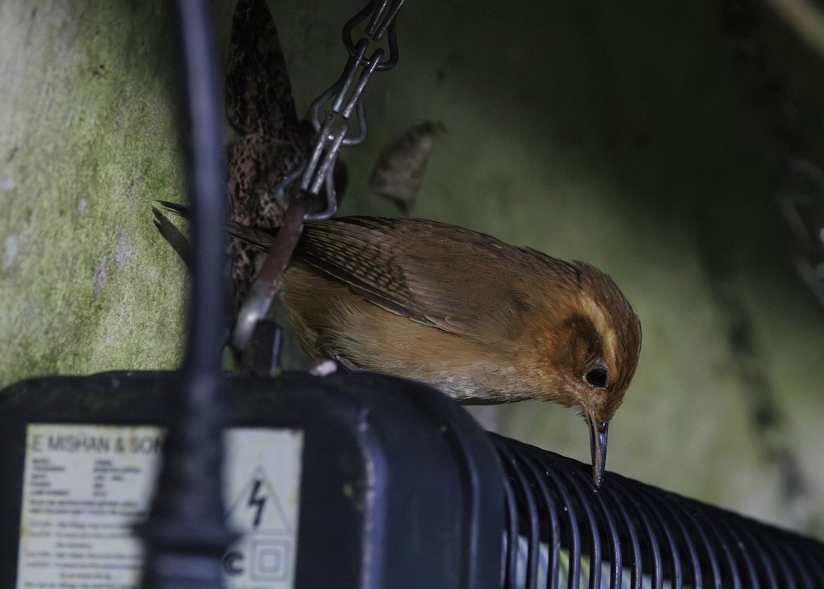 Ochraceous Wren - ML641445500