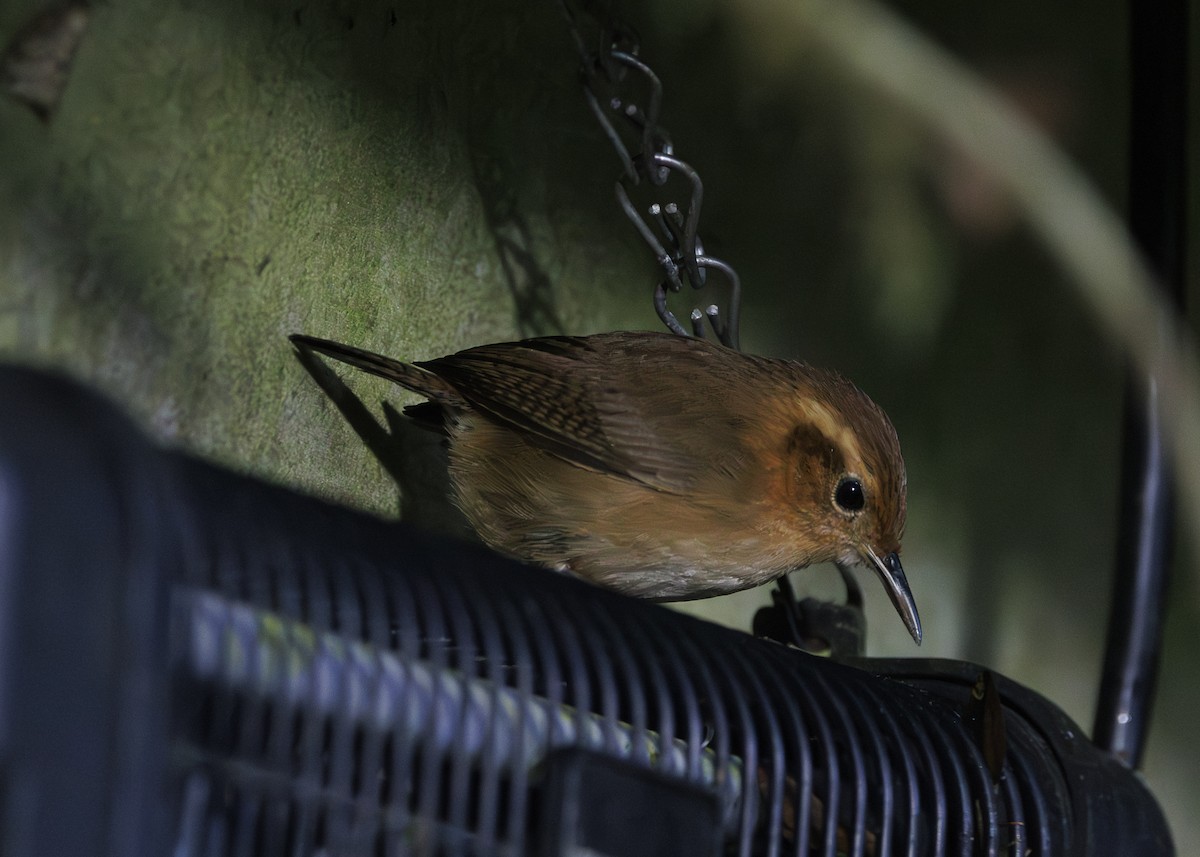 Ochraceous Wren - ML641445501