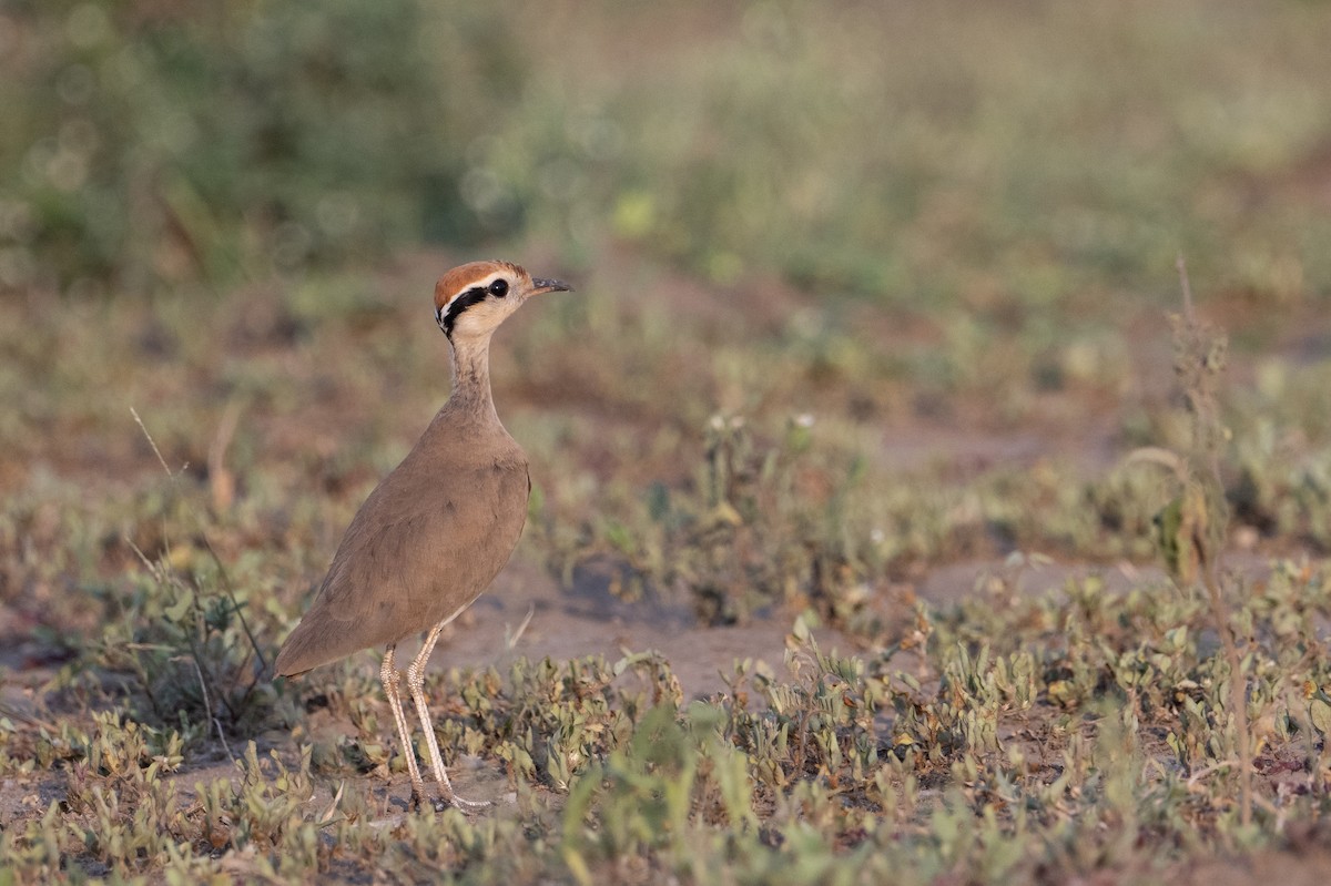 Temminckrennvogel - ML641445502