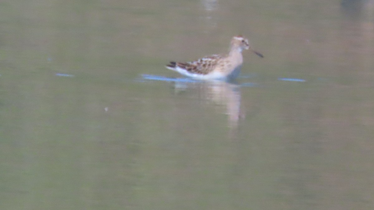Stilt Sandpiper - ML641445505