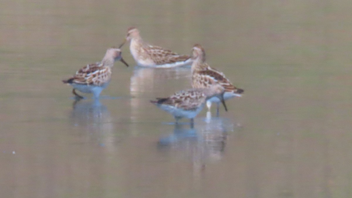 Stilt Sandpiper - ML641445524