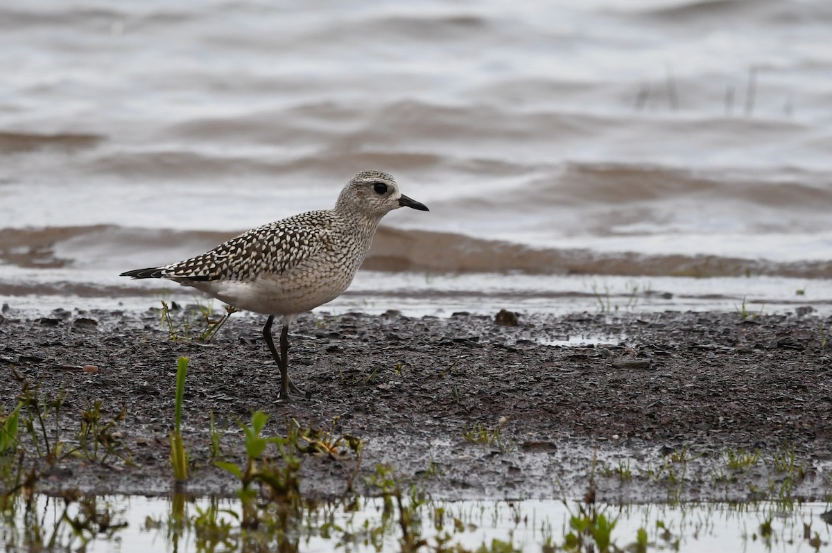 灰斑鴴 - ML641445525