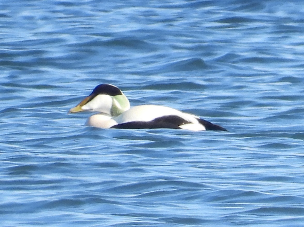 Common Eider - ML641445557