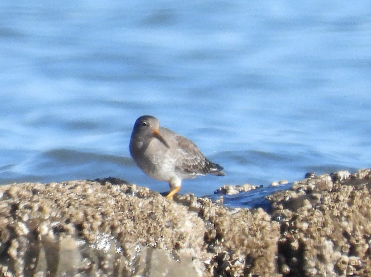Purple Sandpiper - ML641445564