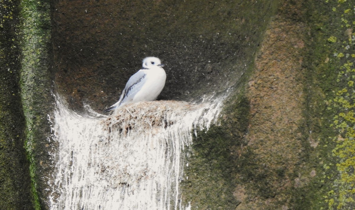 Gabbiano tridattilo - ML641445581