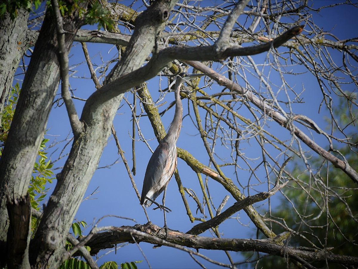 Great Blue Heron - ML641445582