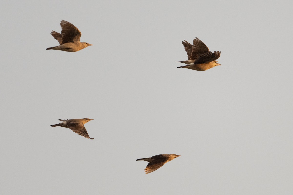 Wattled Starling - ML641445593