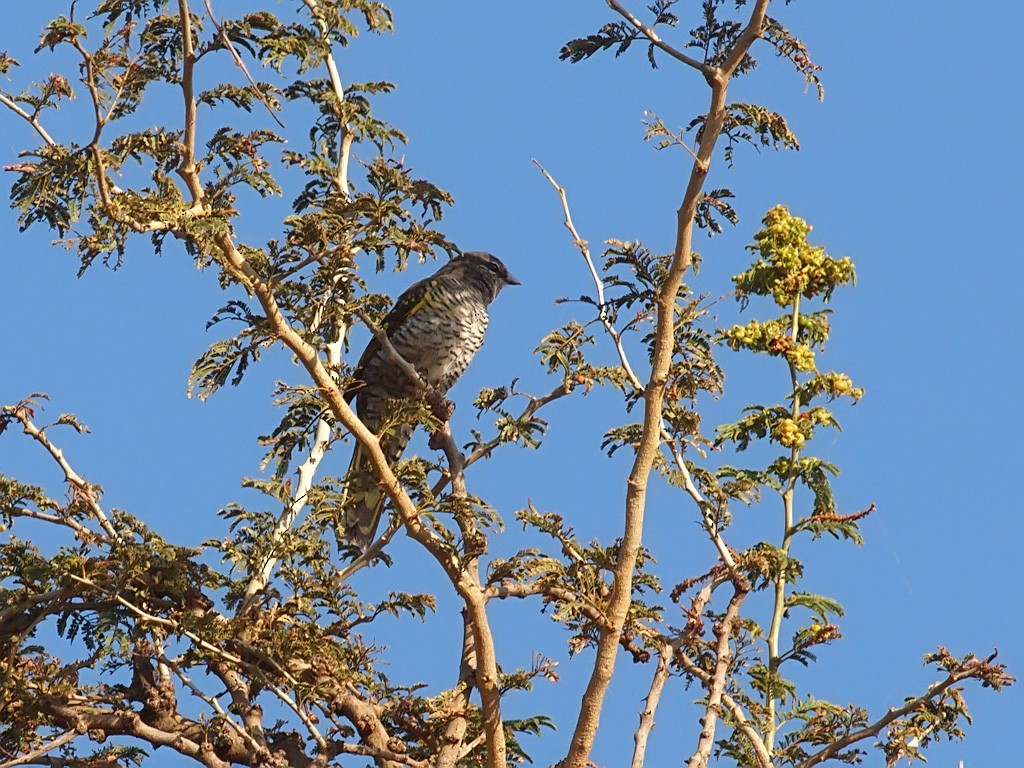 Red-shouldered Cuckooshrike - ML641445607