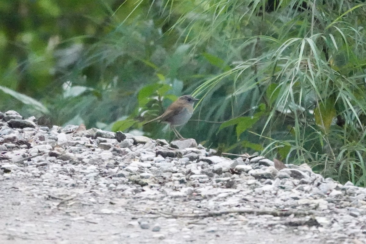 Turdus sp. - ML641445608