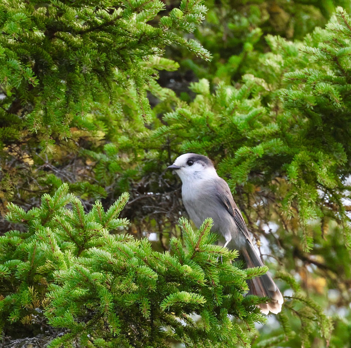 Canada Jay - ML641445612