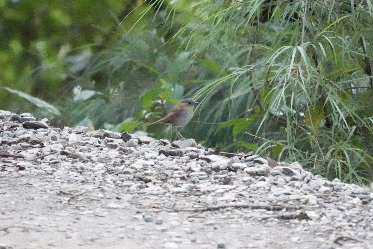 Turdus sp. - ML641445624