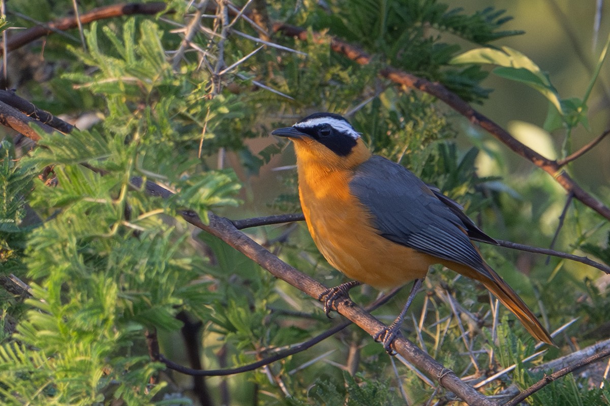 White-browed Robin-Chat - ML641445626