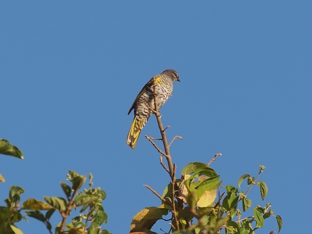 Red-shouldered Cuckooshrike - ML641445633