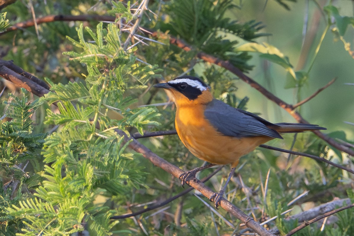 White-browed Robin-Chat - ML641445634