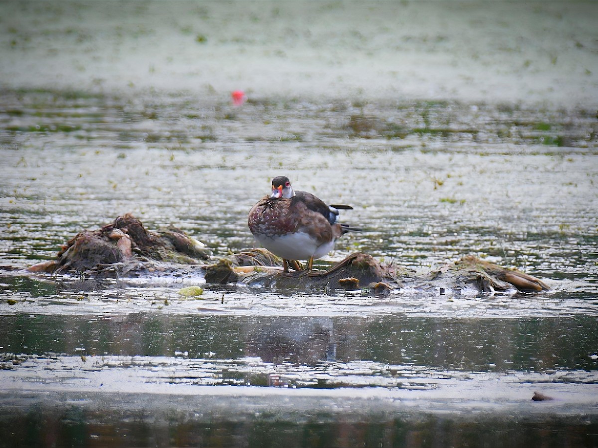 Wood Duck - ML641445642