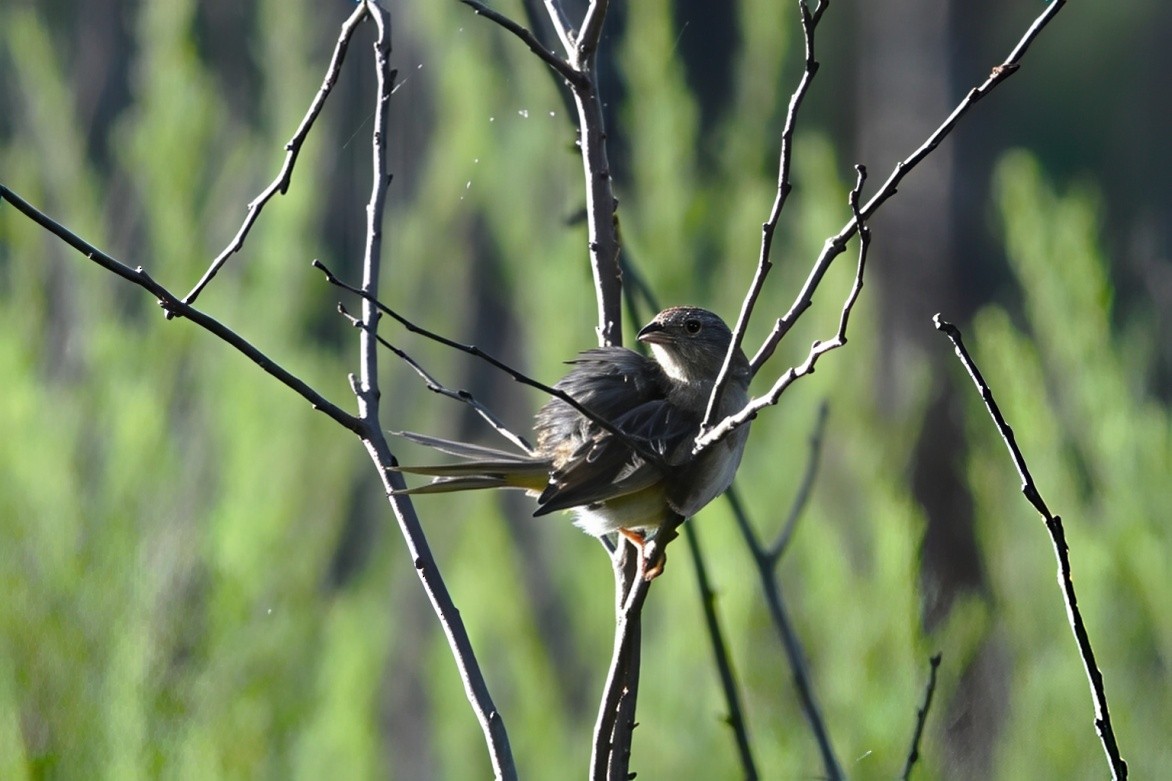 Bachman's Sparrow - ML641445649