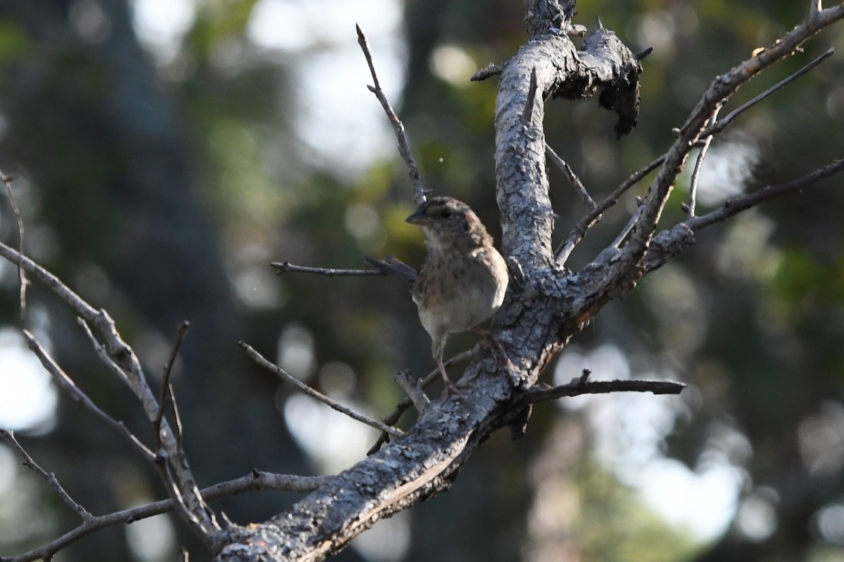 Bachman's Sparrow - ML641445650