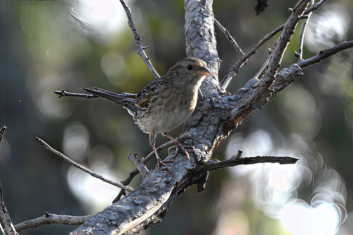 Bachman's Sparrow - ML641445651