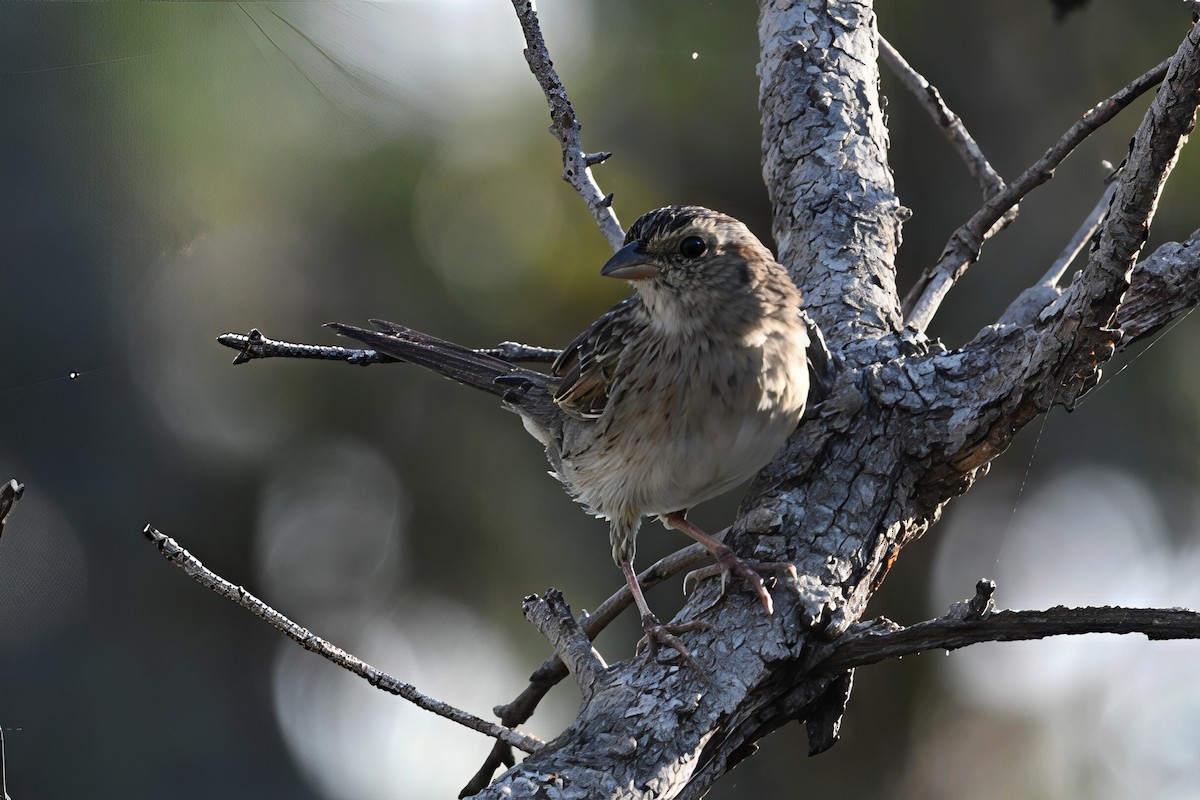 Bachman's Sparrow - ML641445652