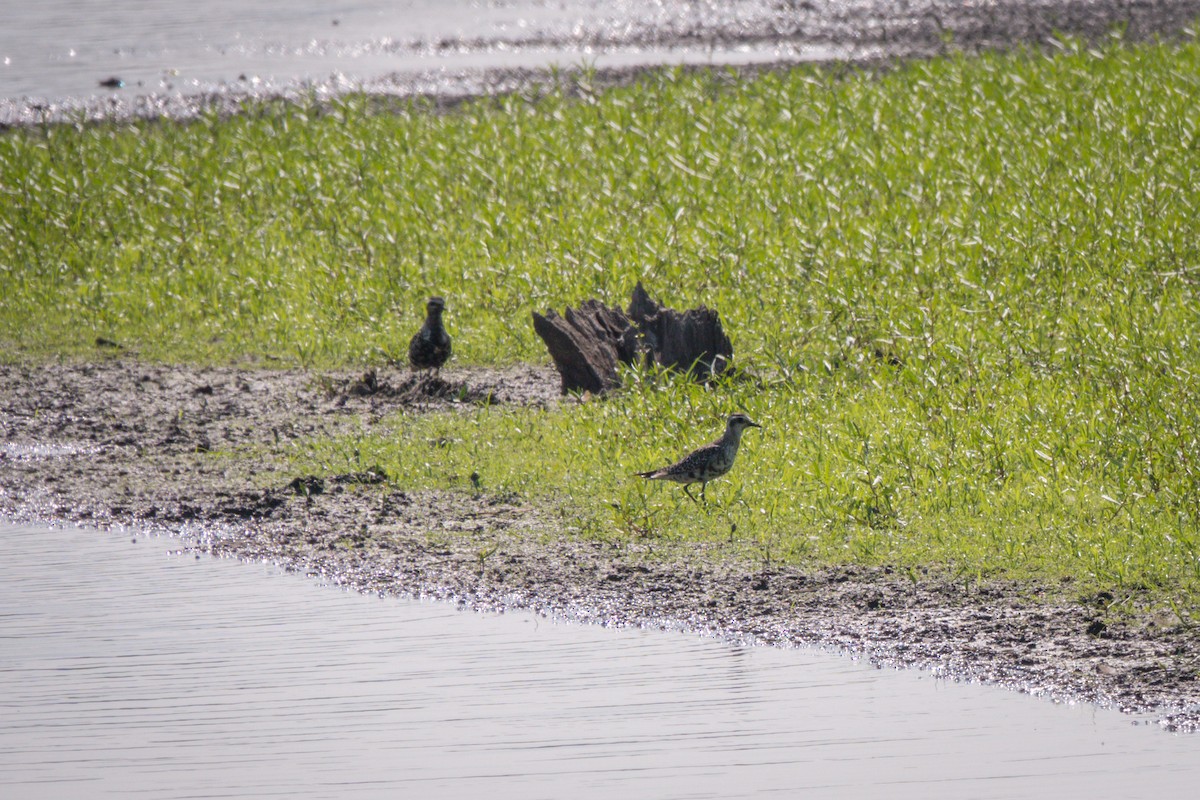 アメリカムナグロ - ML641445668