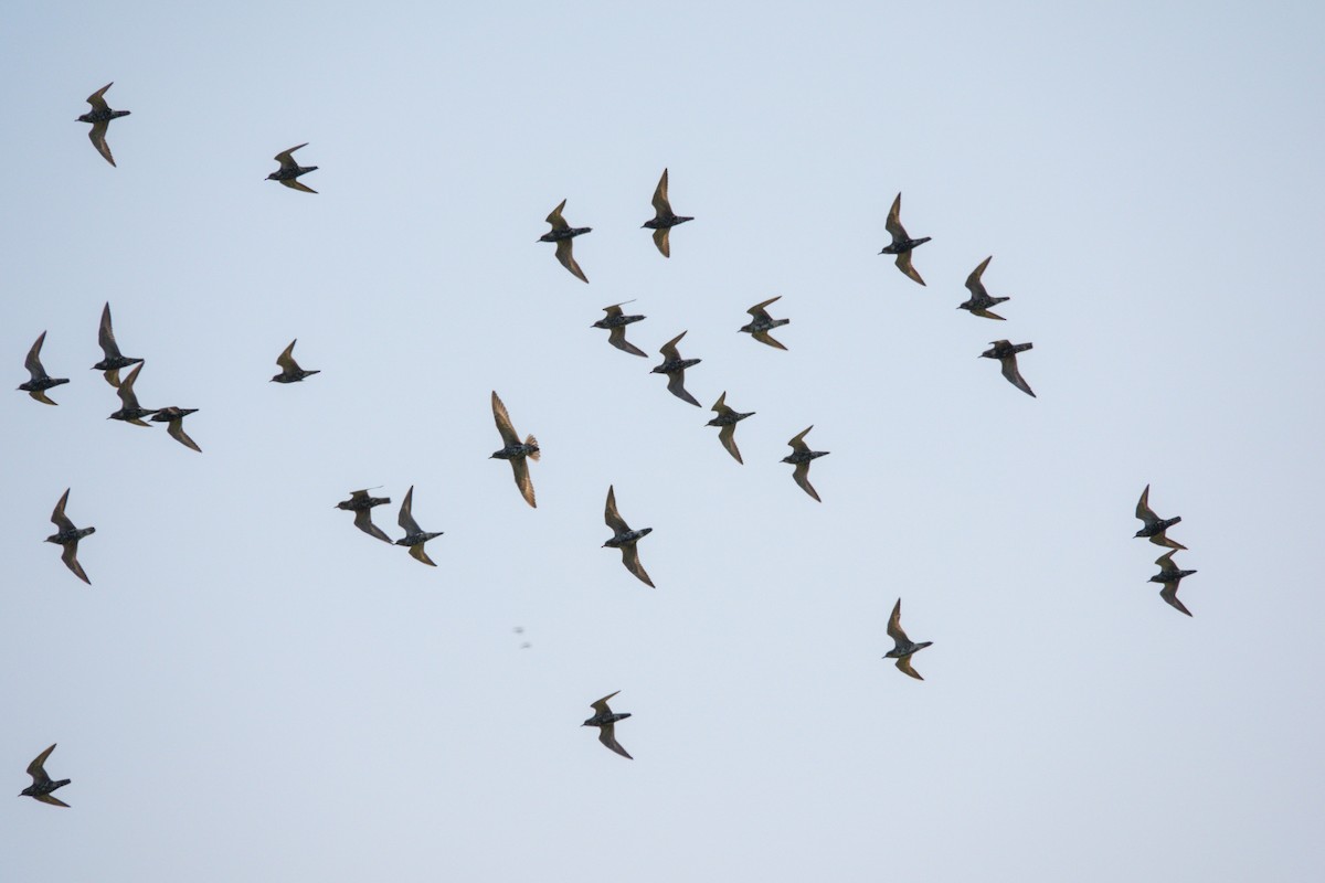 アメリカムナグロ - ML641445669