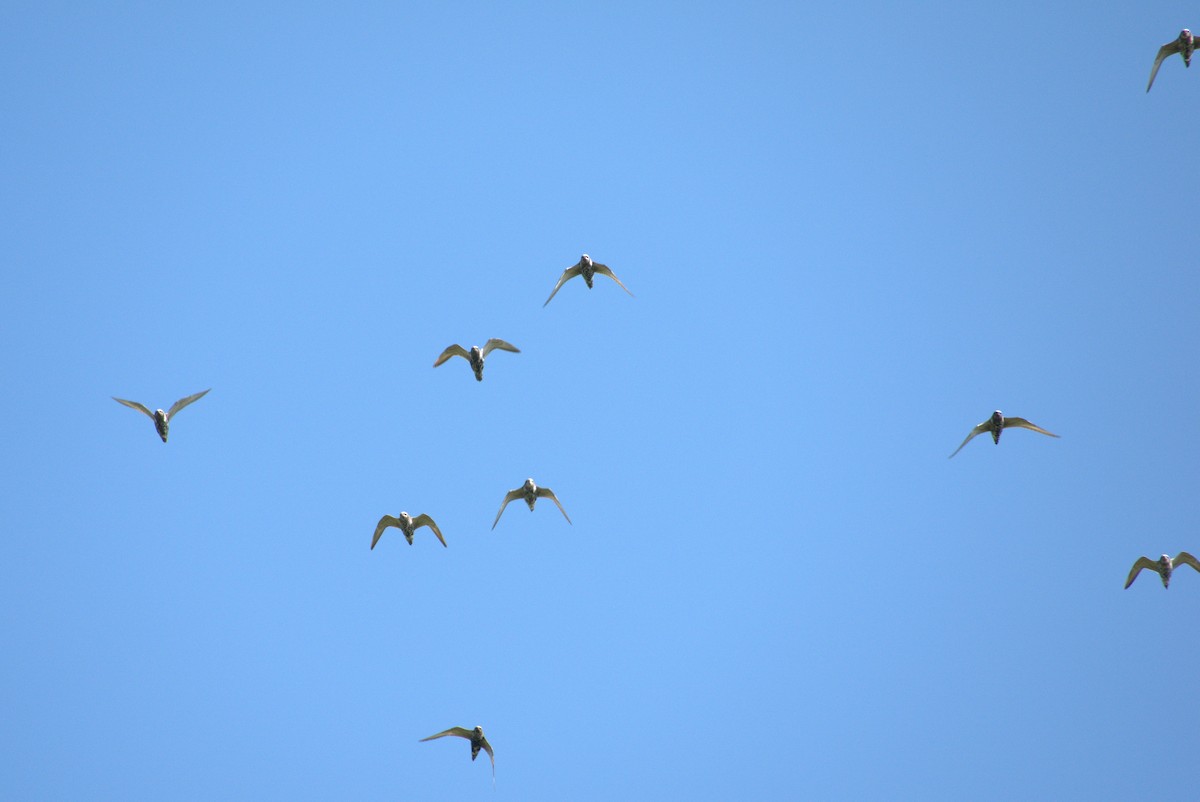 アメリカムナグロ - ML641445670