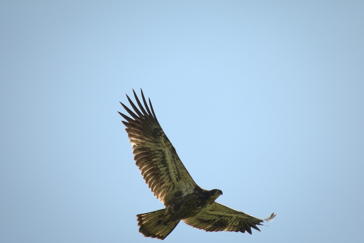 ハクトウワシ - ML641445690