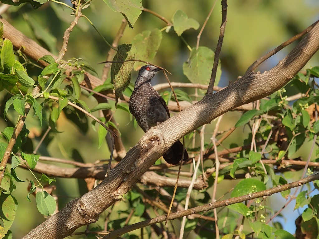 White-rumped Babbler - ML641445702