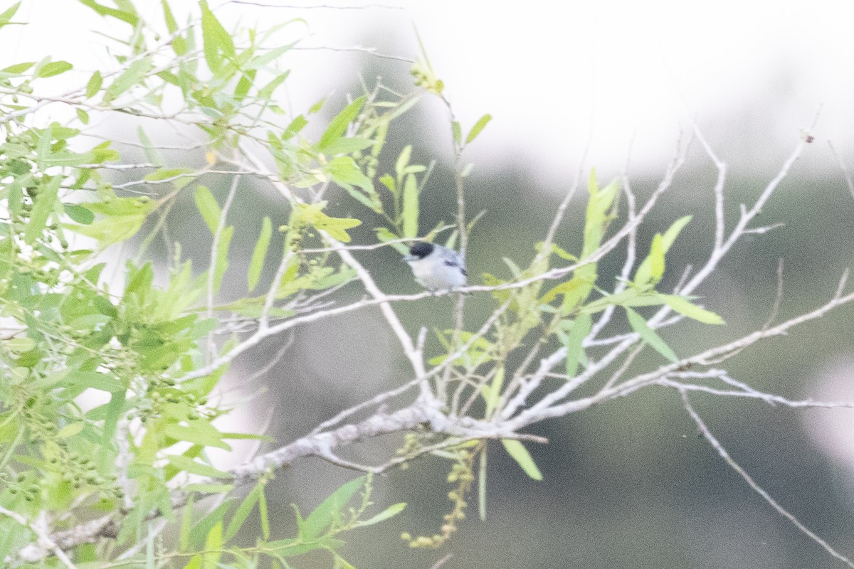 Cinereous Becard - ML641445711
