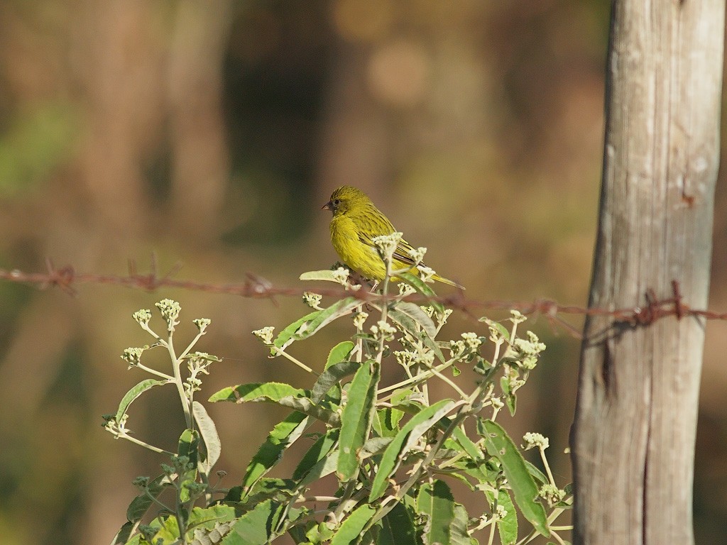 African Citril - ML641445723