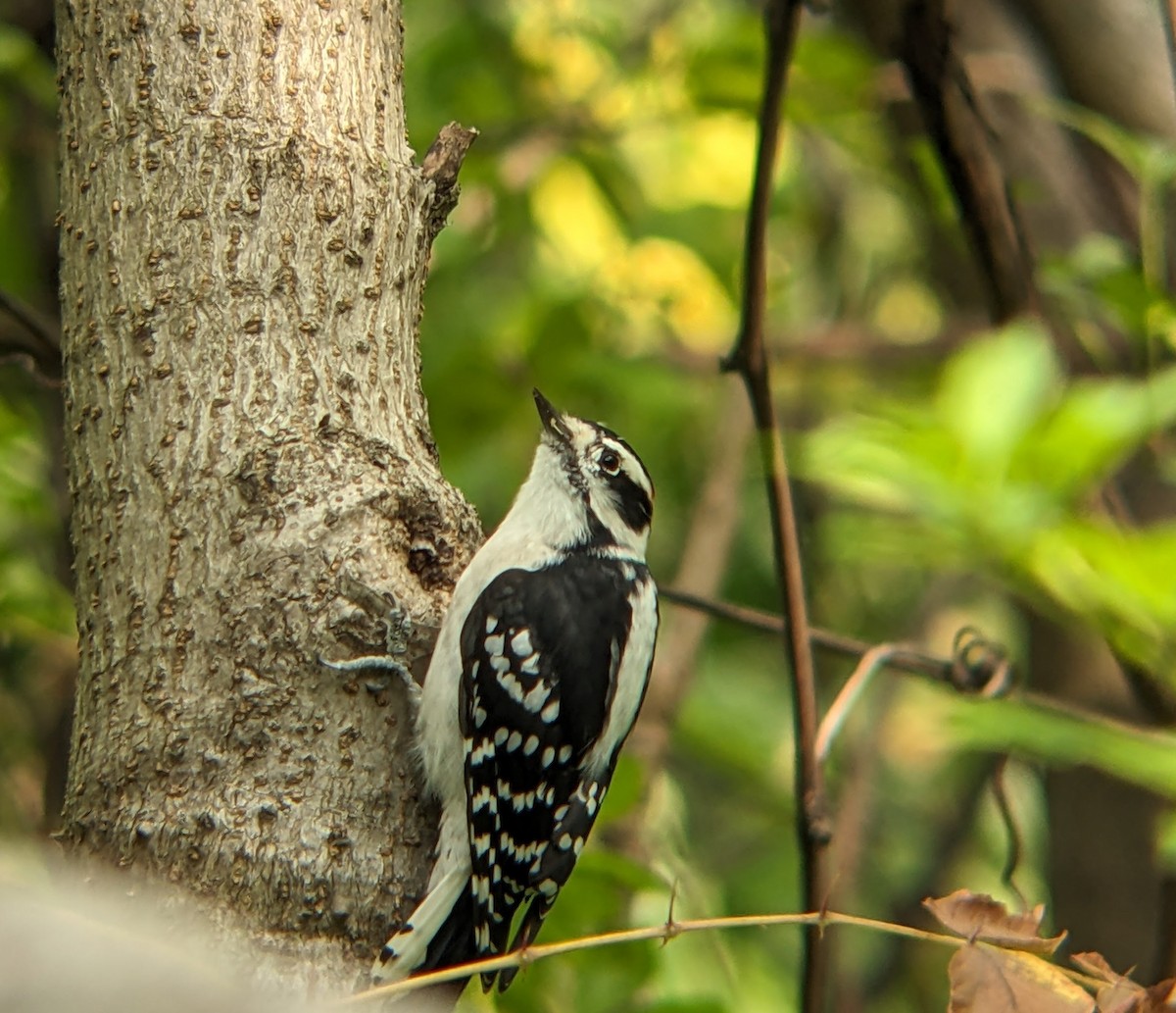 Downy Woodpecker - ML641445750