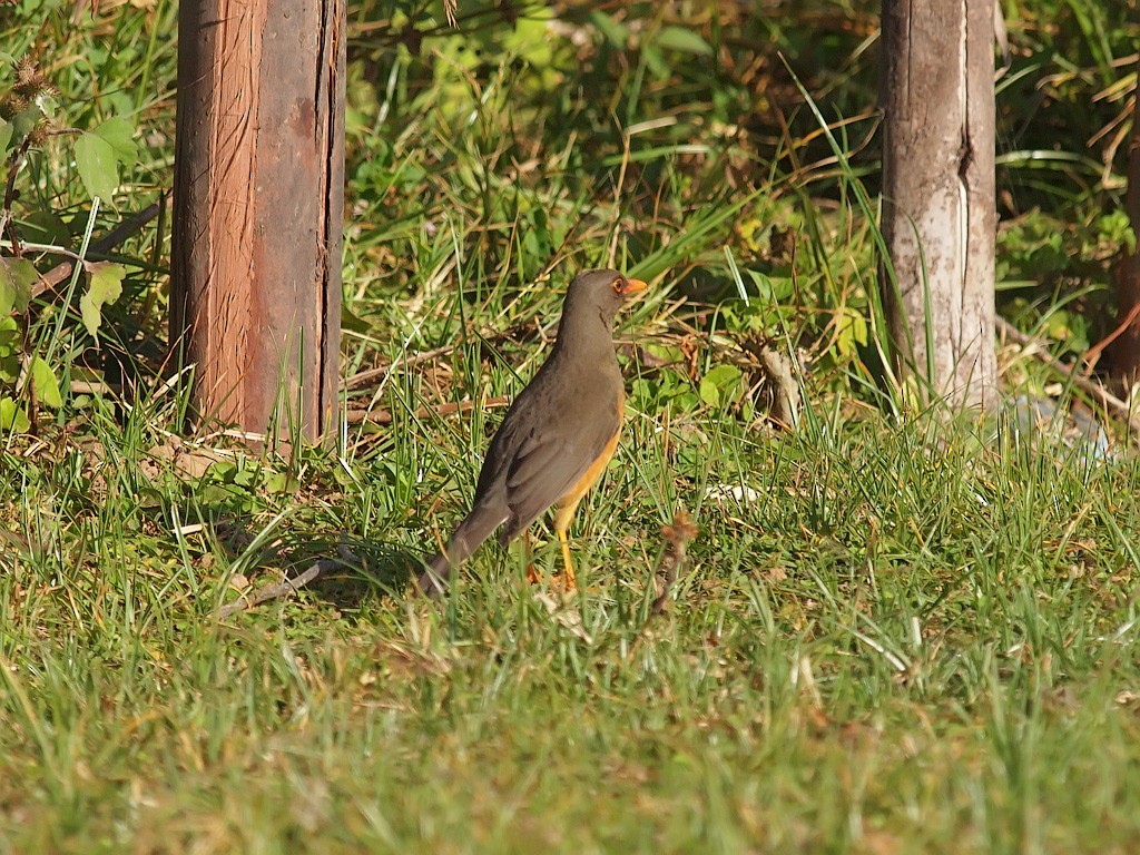 Abyssinian Thrush - ML641445752