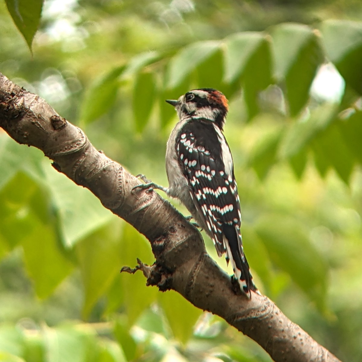 Downy Woodpecker - ML641445766
