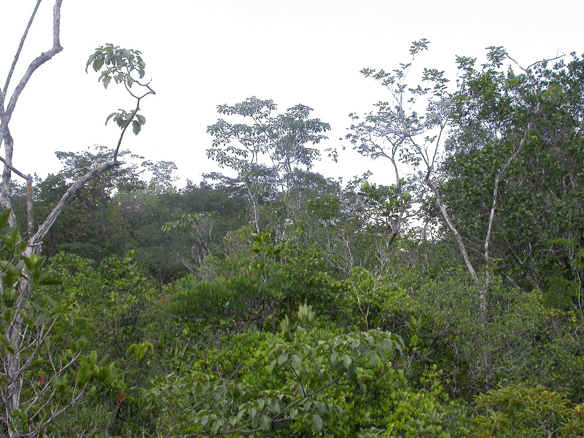 Viréo des tépuis - ML641445768