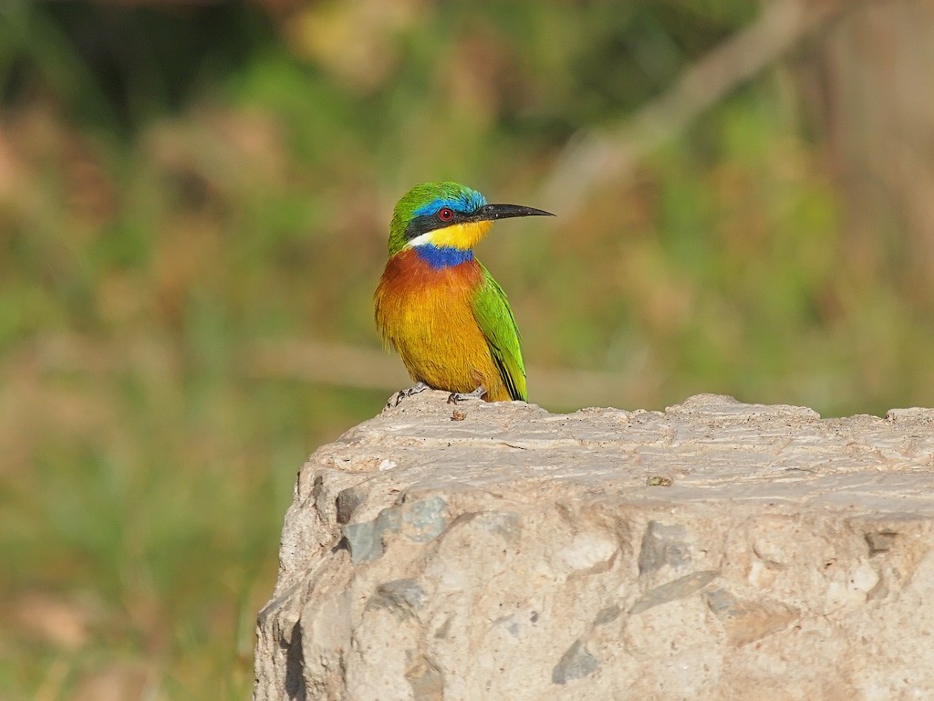 Ethiopian Bee-eater - ML641445775