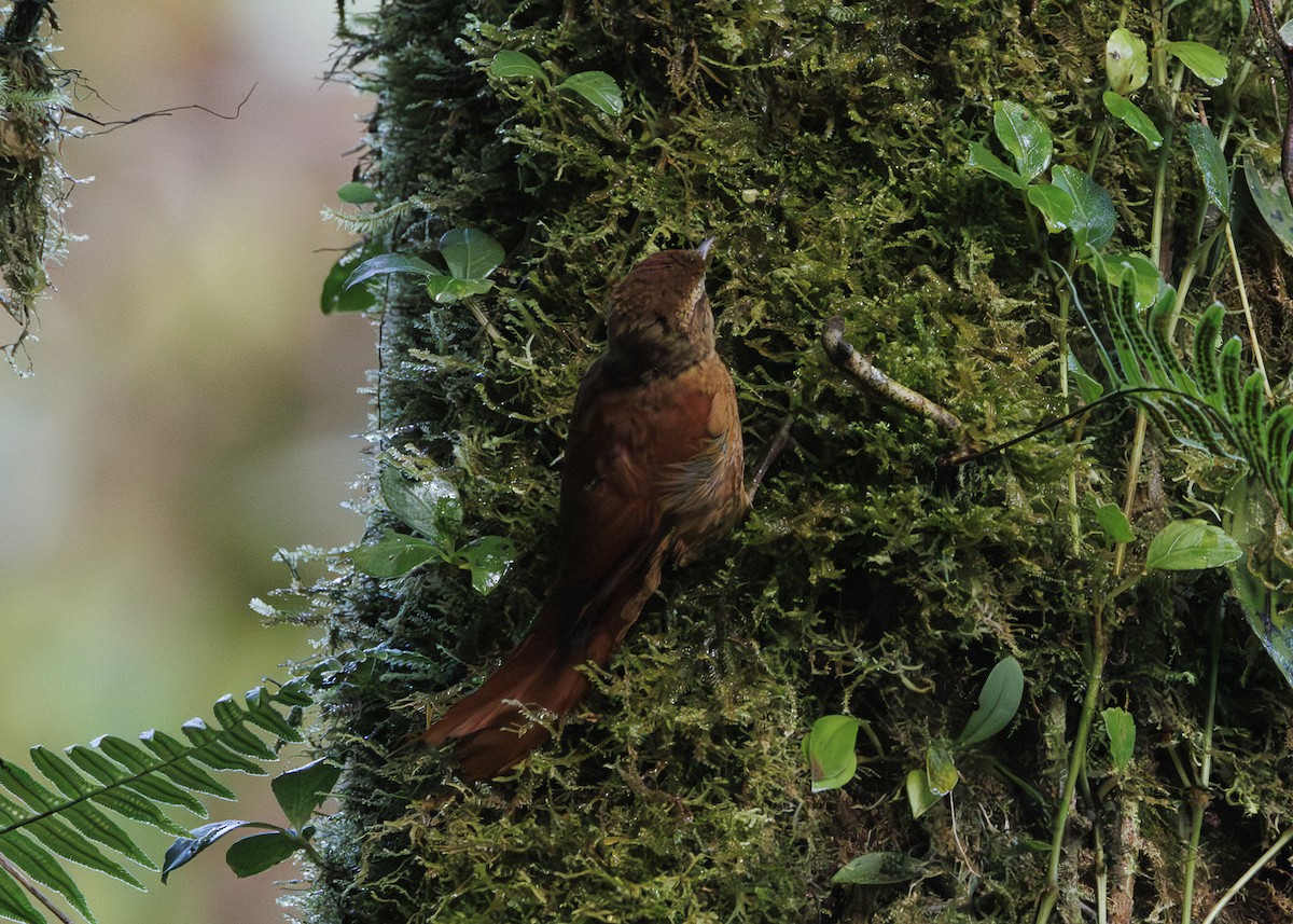 Ruddy Treerunner - ML641445781