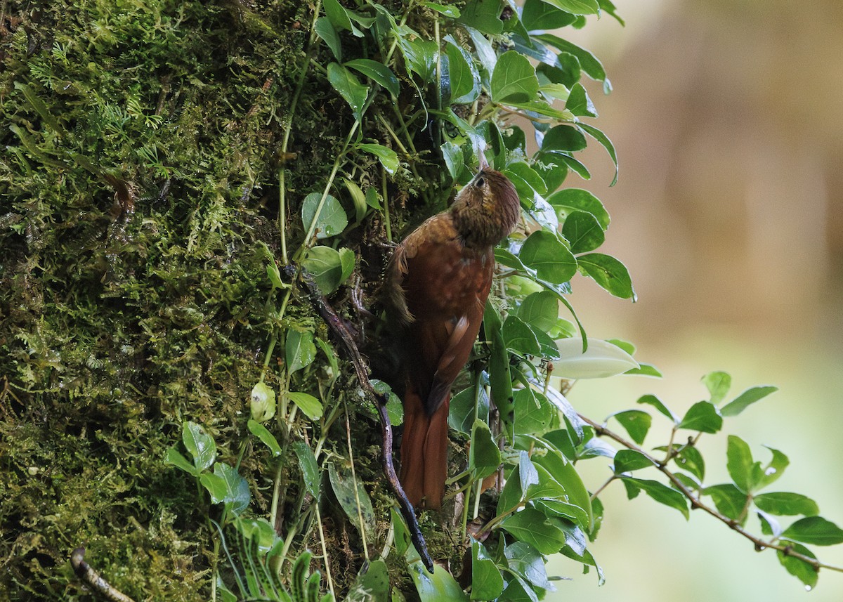 Ruddy Treerunner - ML641445785