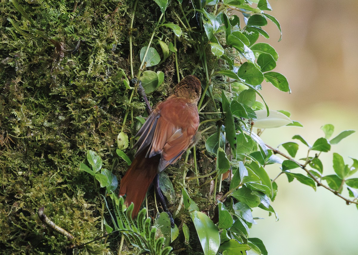 Ruddy Treerunner - ML641445787